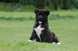AKITA AMERICAIN 482